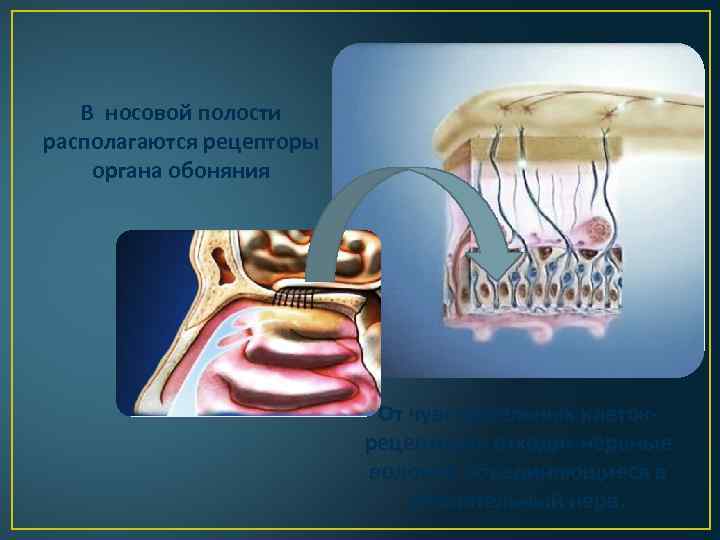 В носовой полости располагаются рецепторы органа обоняния От чувствительных клетокрецепторов отходят нервные волокна объединяющиеся