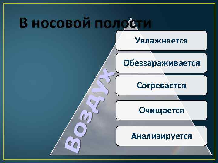 В носовой полости Увлажняется Обеззараживается Согревается Очищается Анализируется 