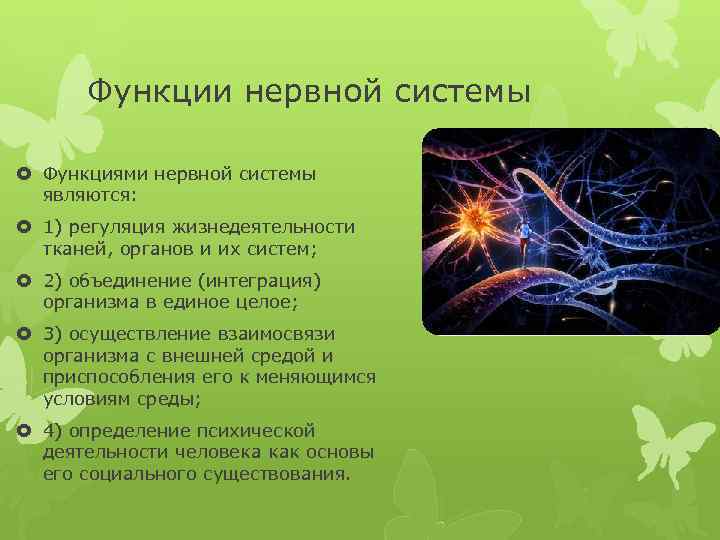 Функции нервной системы Функциями нервной системы являются: 1) регуляция жизнедеятельности тканей, органов и их