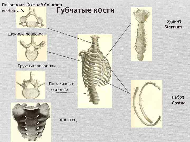 Губчатыми костями являются