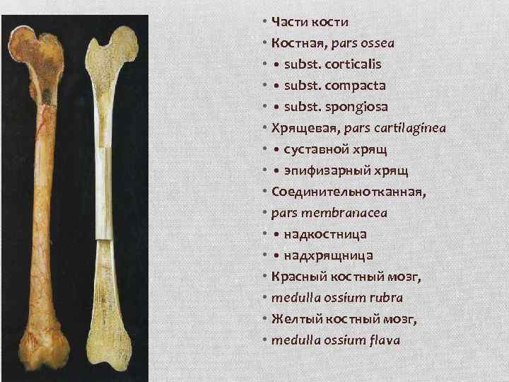 Кость-костистый. Костный костяной паронимы. Эпифизарный хрящ кости. Кость костистый автомобиль.