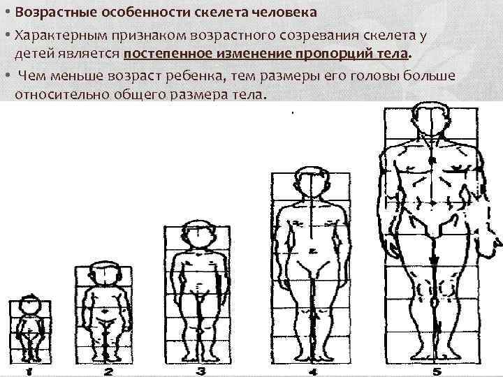 Как изменить пропорции изображения