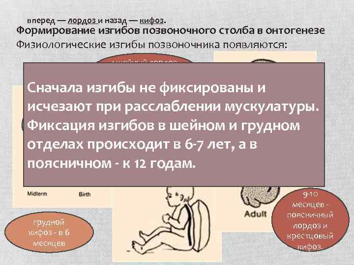 вперед — лордоз и назад — кифоз. Формирование изгибов позвоночного столба в онтогенезе Физиологические