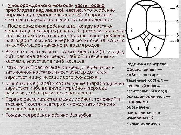  • . У новорожденного мозговая часть черепа преобладает над лицевой частью, что особенно