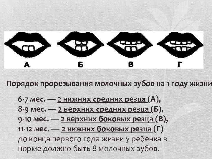 Порядок прорезывания молочных зубов на 1 году жизни 6 -7 мес. — 2 нижних