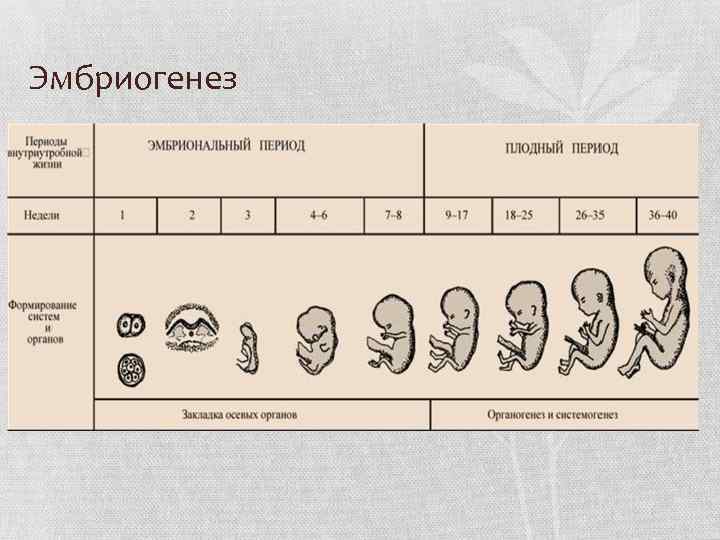 Эмбриогенез 