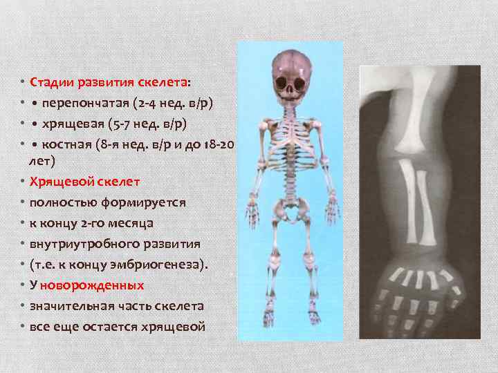 Развитие скелета человека. Развитие скелета. Стадии развития скелета. Этапы формирования скелета. Формирование скелета человека.