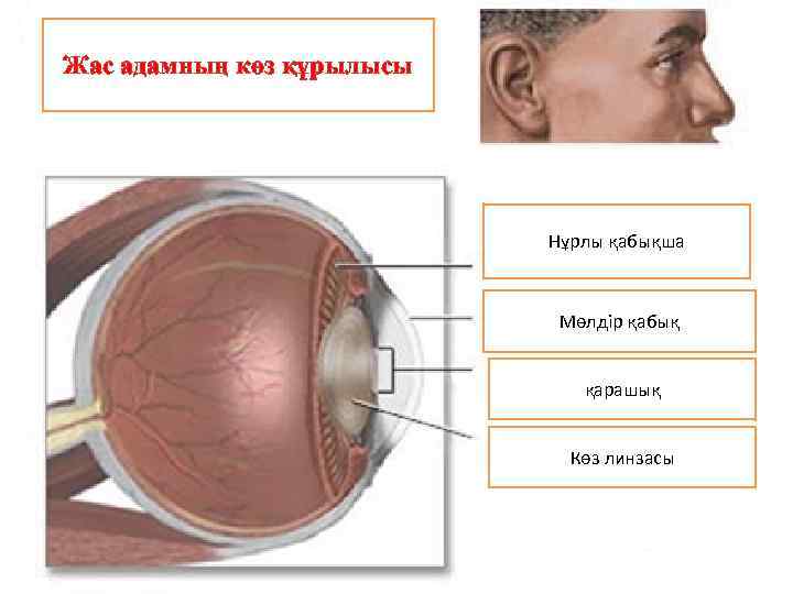 Жас адамның көз құрылысы Нұрлы қабықша Мөлдір қабық қарашық Көз линзасы 