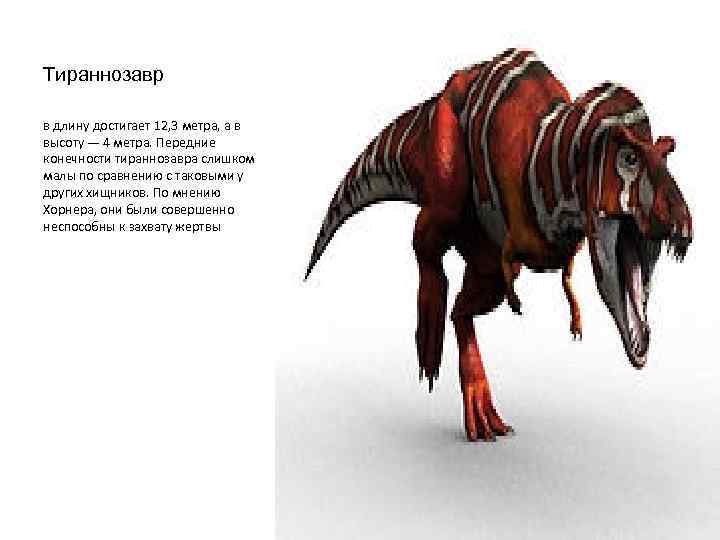 Тираннозавр в длину достигает 12, 3 метра, а в высоту — 4 метра. Передние
