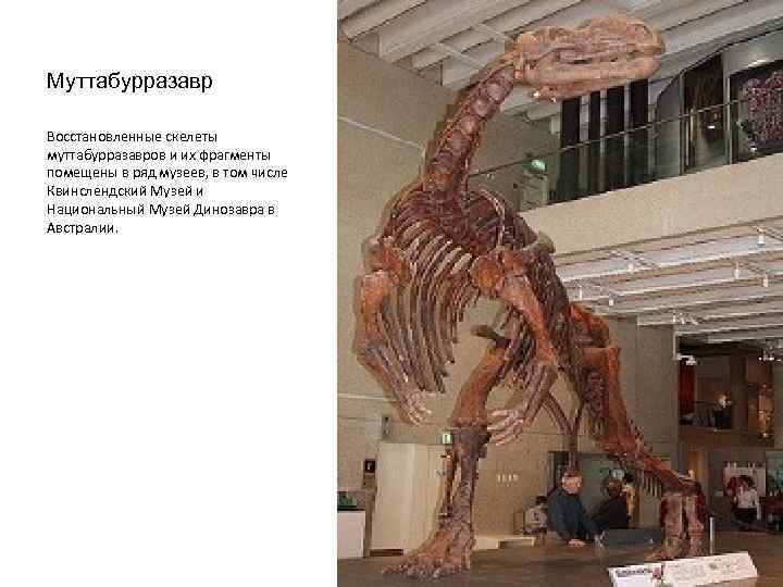 Муттабурразавр Восстановленные скелеты муттабурразавров и их фрагменты помещены в ряд музеев, в том числе