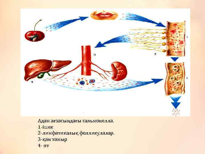 Адам ағзасындағы сальмонелла. 1 -ішек 2 -лимфатикалық фолликулалар. 3 -қан тамыр 4 - өт