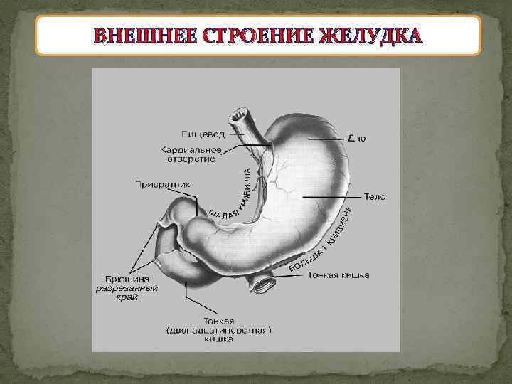 Сколько желудков