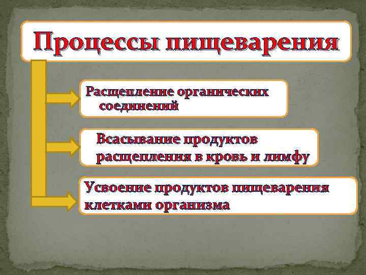 Молекулярные процессы расщепления презентация