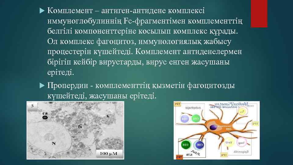  Комплемент – антиген-антидене комплексі иммуноглобулиннің Fc-фрагментімен комплементтің белгілі компоненттеріне косылып комплекс құрады. Ол