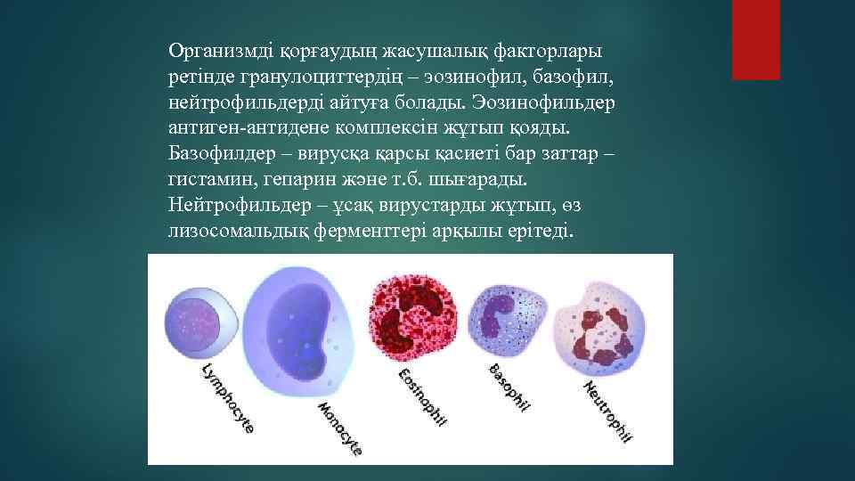 Организмді қорғаудың жасушалық факторлары ретінде гранулоциттердің – эозинофил, базофил, нейтрофильдерді айтуға болады. Эозинофильдер антиген-антидене