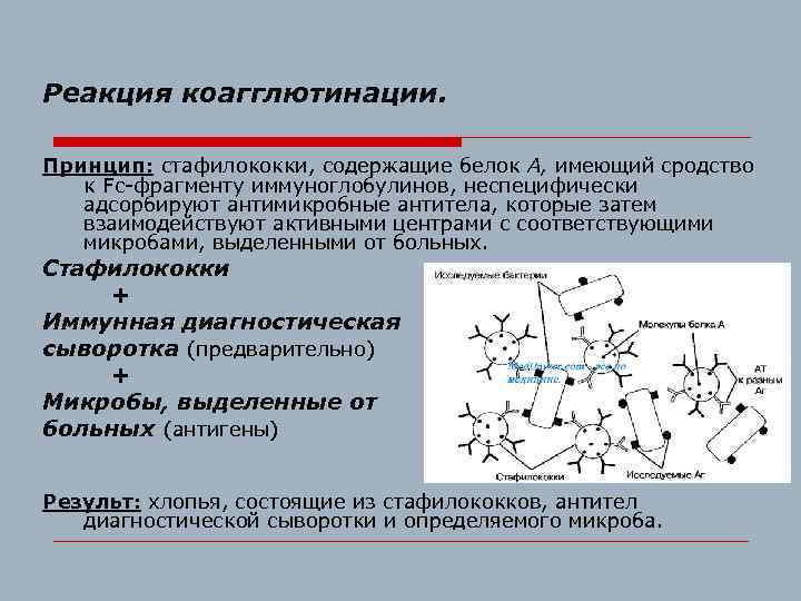 Реакция коагглютинации. Принцип: стафилококки, содержащие белок А, имеющий сродство к Fc-фрагменту иммуноглобулинов, неспецифически адсорбируют