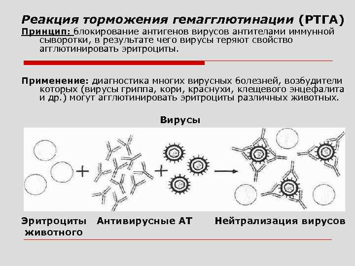 Реакция прямой гемагглютинации