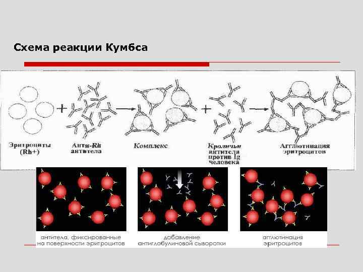 Схема реакции Кумбса 