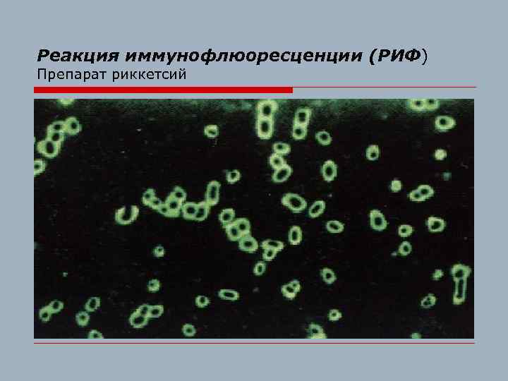 Реакция иммунофлюоресценции (РИФ) Препарат риккетсий 