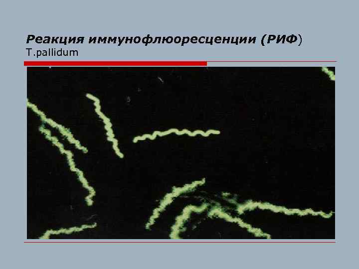 Реакция иммунофлюоресценции (РИФ) T. pallidum 