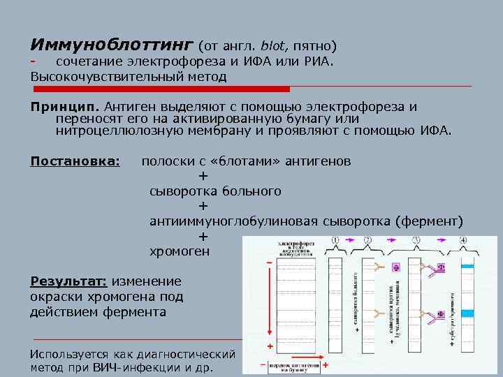 Иммуноблоттинг (от англ. blot, пятно) сочетание электрофореза и ИФА или РИА. Высокочувствительный метод Принцип.