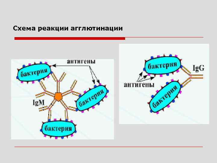 Схема реакции агглютинации , 