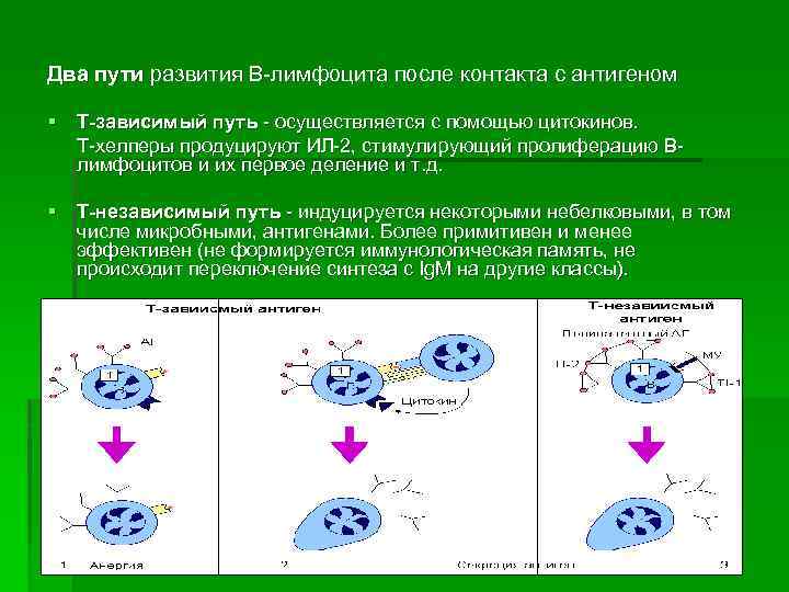 Основы кинетики клеточных популяций