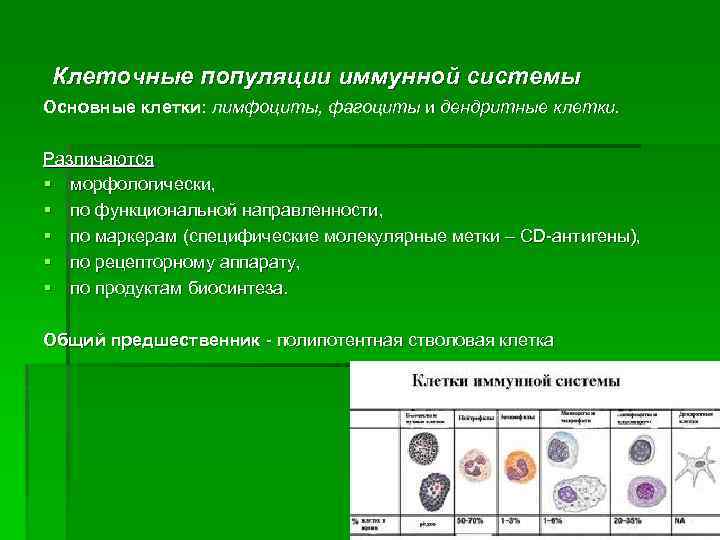 Клеточные популяции иммунной системы Основные клетки: лимфоциты, фагоциты и дендритные клетки. Различаются § морфологически,