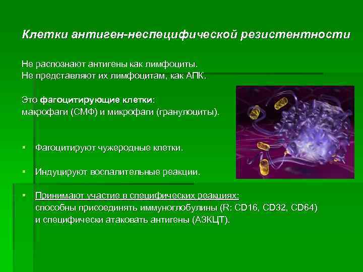 Клетки антиген-неспецифической резистентности Не распознают антигены как лимфоциты. Не представляют их лимфоцитам, как АПК.