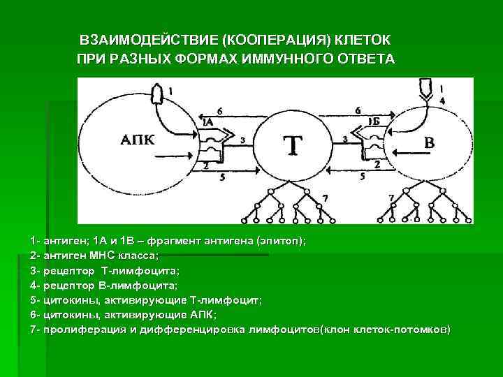 ВЗАИМОДЕЙСТВИЕ (КООПЕРАЦИЯ) КЛЕТОК ПРИ РАЗНЫХ ФОРМАХ ИММУННОГО ОТВЕТА 1 - антиген; 1 А и