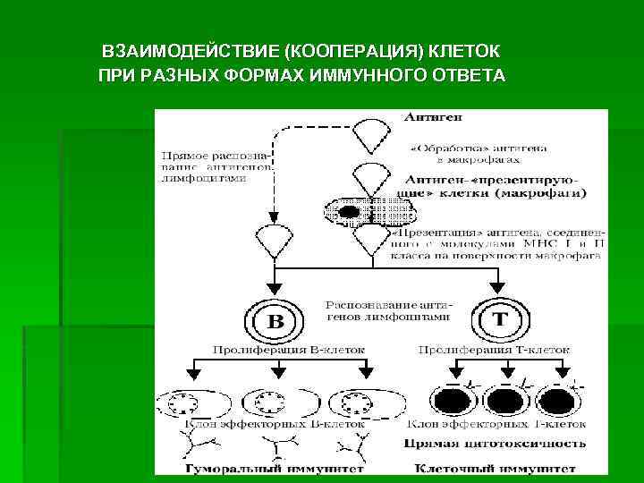 ВЗАИМОДЕЙСТВИЕ (КООПЕРАЦИЯ) КЛЕТОК ПРИ РАЗНЫХ ФОРМАХ ИММУННОГО ОТВЕТА 