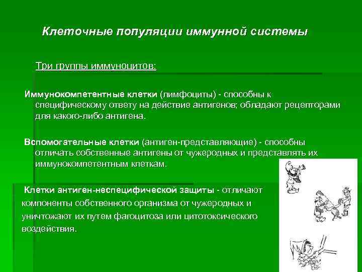 Клеточные популяции иммунной системы Три группы иммуноцитов: Иммунокомпетентные клетки (лимфоциты) - способны к специфическому