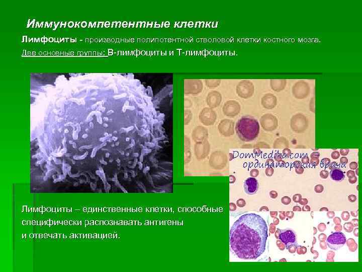 Иммунокомпетентные клетки Лимфоциты - производные полипотентной стволовой клетки костного мозга. Две основные группы: В-лимфоциты