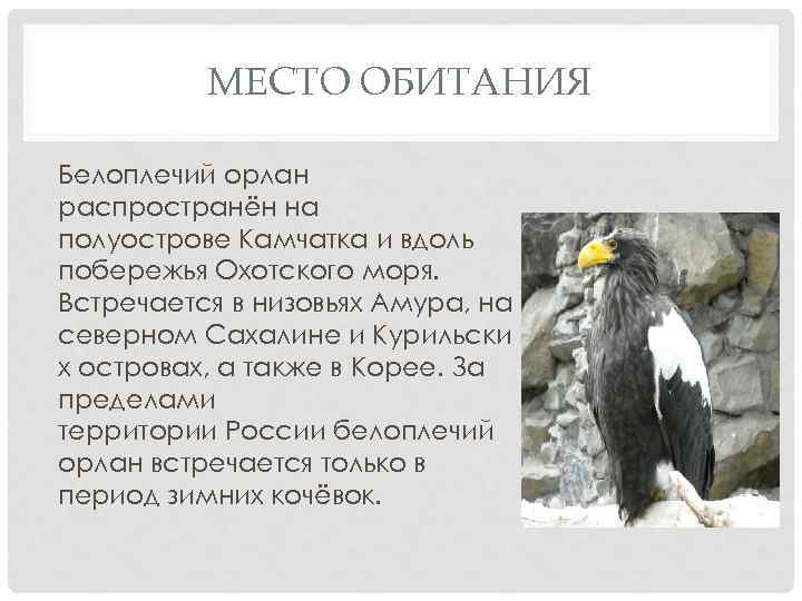 МЕСТО ОБИТАНИЯ Белоплечий орлан распространён на полуострове Камчатка и вдоль побережья Охотского моря. Встречается