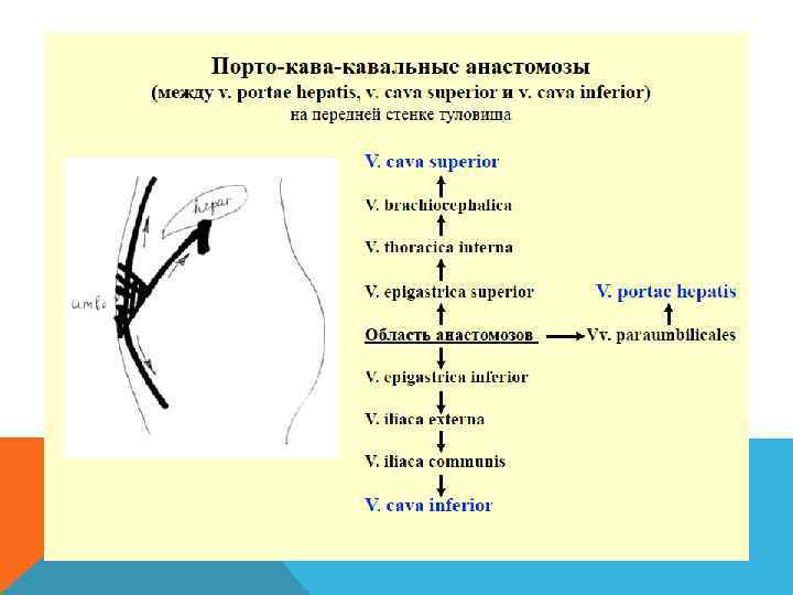 Кава кавальные. Кава кавальные и портокавальные анастомозы таблица. Кава кавальные анастомозы передней брюшной стенки. Порто-кава-кавальный анастомоз схема. Кавакавальные анастомозы схема.