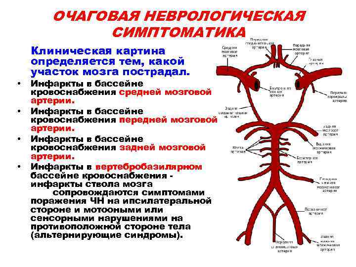 ОЧАГОВАЯ НЕВРОЛОГИЧЕСКАЯ СИМПТОМАТИКА • • Клиническая картина определяется тем, какой участок мозга пострадал. Инфаркты