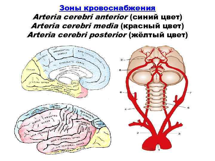 Зоны кровоснабжения Arteria cerebri anterior (синий цвет) Arteria cerebri media (красный цвет) Arteria cerebri