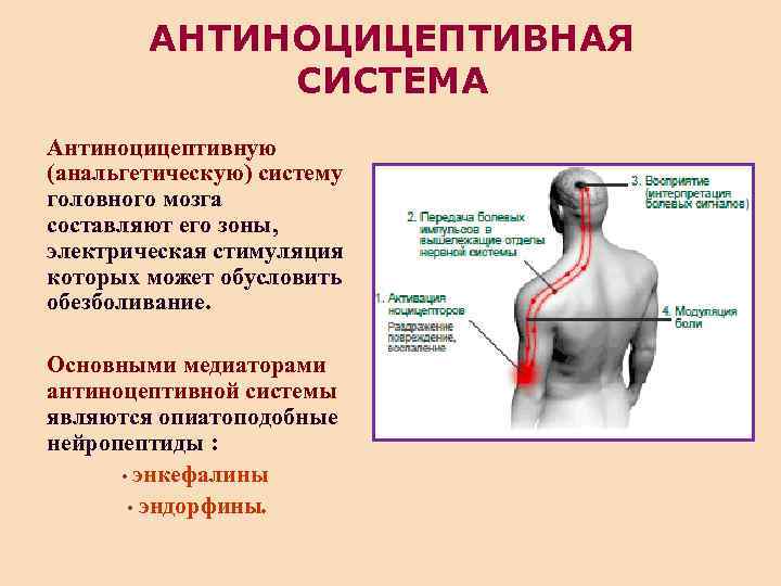 АНТИНОЦИЦЕПТИВНАЯ СИСТЕМА Антиноцицептивную (анальгетическую) систему головного мозга составляют его зоны, электрическая стимуляция которых может