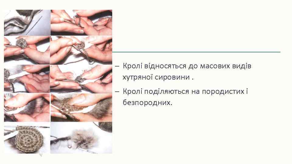 – Кролі відносяться до масових видів хутряної сировини. – Кролі поділяються на породистих і