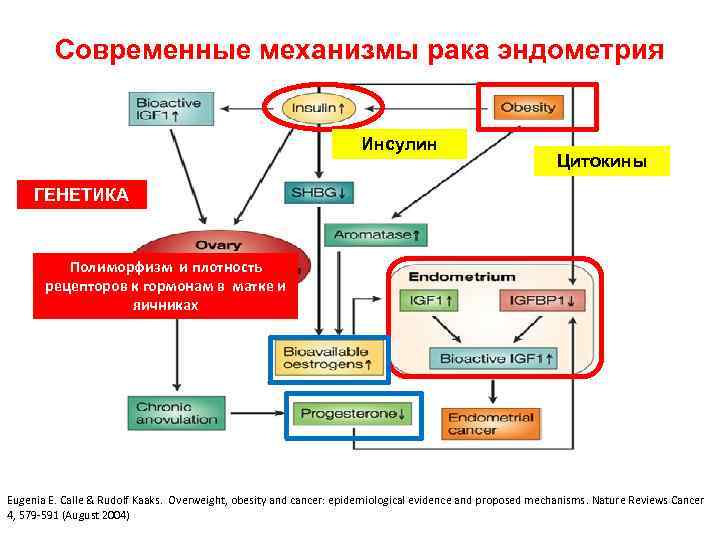 Современные механизмы рака эндометрия Инсулин Цитокины ГЕНЕТИКА Полиморфизм и плотность рецепторов к гормонам в