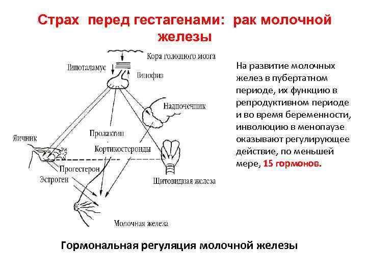 Страх перед гестагенами: рак молочной железы На развитие молочных желез в пубертатном периоде, их