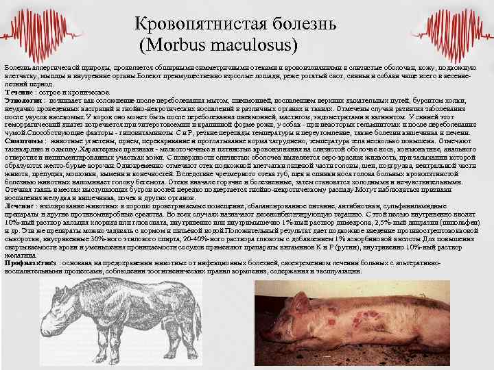 Кровопятнистая болезнь (Morbus maculosus) Болезнь аллергической природы, проявляется обширными симметричными отеками и кровоизлияниями в