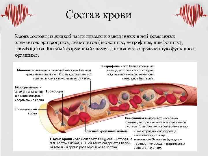 Состав крови Кровь состоит из жидкой части плазмы и взвешенных в ней форменных элементов: