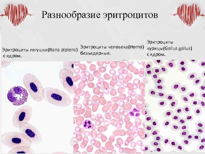 Разнообразие эритроцитов Эритроциты человека(Homo) курицы(Gallus gallus) Эритроциты лягушки(Rana pipiens) безъядерные. с ядром. 