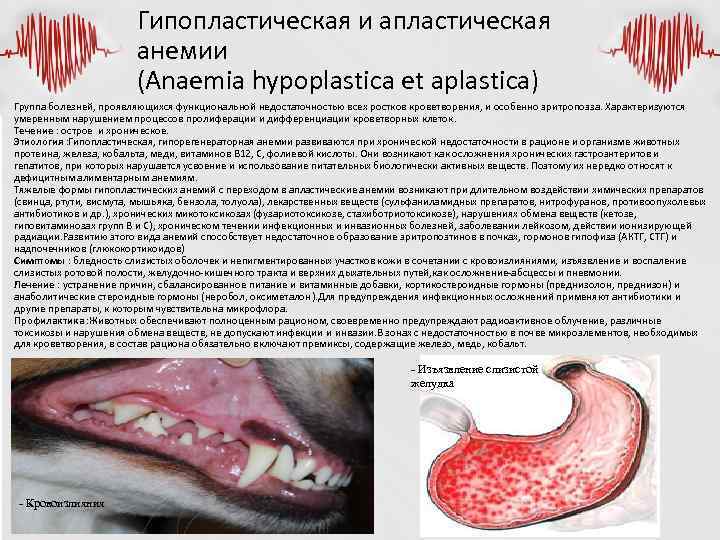 Гипопластическая и апластическая анемии (Anaemia hypoplastica et aplastica) Группа болезней, проявляющихся функциональной недостаточностью всех