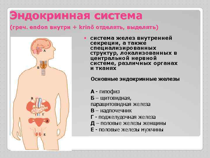 Эндокринная система (греч. endon внутри + krinō отделять, выделять) система желез внутренней секреции, а