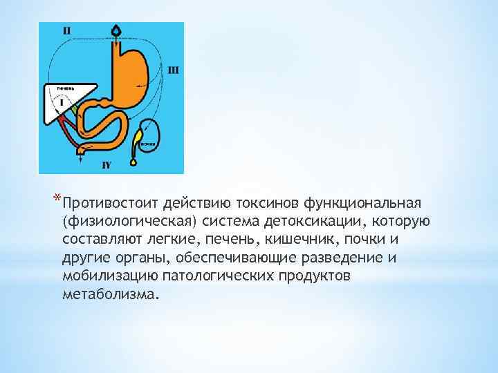 *Противостоит действию токсинов функциональная (физиологическая) система детоксикации, которую составляют легкие, печень, кишечник, почки и