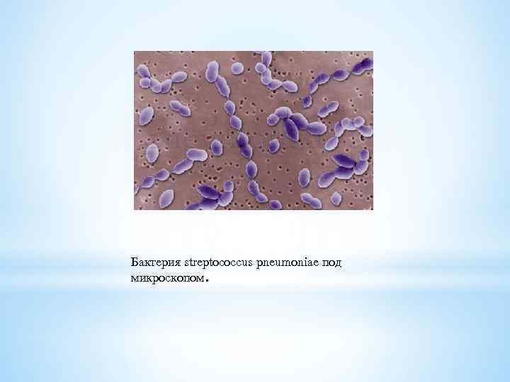 Бактерия streptococcus pneumoniae под микроскопом. 