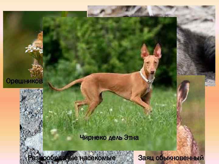 Орешниковая соня Дикий кот Чирнеко дель Этна Разнообразные насекомые Заяц обыкновенный 