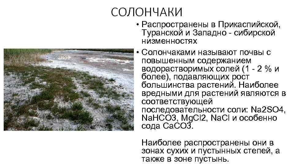 СОЛОНЧАКИ • Распространены в Прикаспийской, Туранской и Западно - сибирской низменностях • Солончаками называют